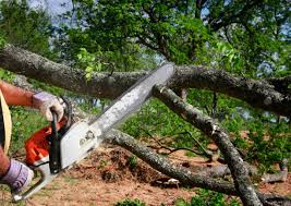 Mount Olive, AL Tree Removal and Landscaping Services Company